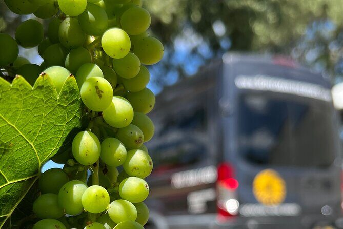 Half Day Join in Group Wine Tasting Tour - Who Is This Tour Best For?