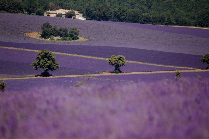Half Day Lavender Road in Sault from Avignon - Who Should Consider This Tour?