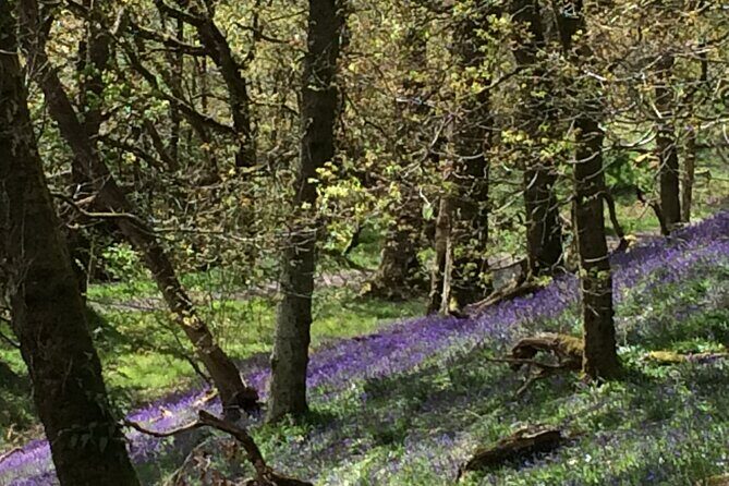 Half Day Loch Katrine Explorer Ebike Tour - Final Thoughts: Is This Experience Worth It?