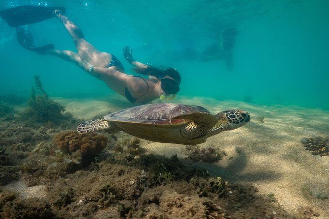Half Day Low Isles Snorkelling Tour from Port Douglas - Final Thoughts