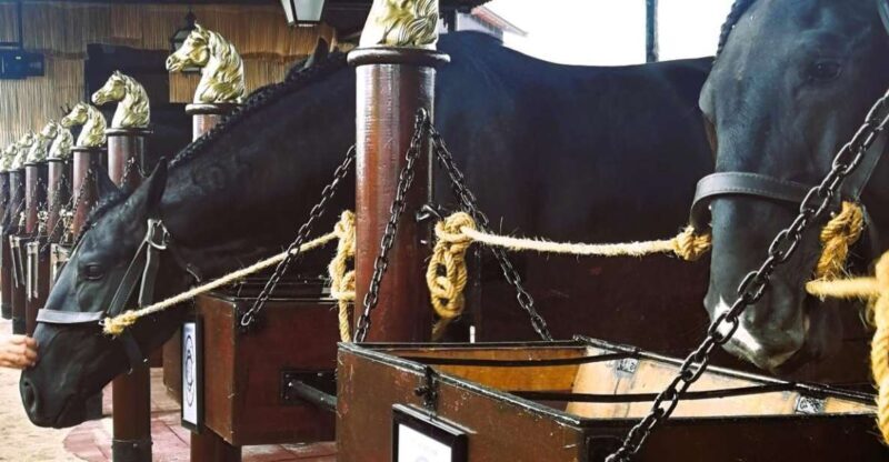 Half-day Lusitanian Horses & Photography Museum private tour - Who Will Love This Tour?