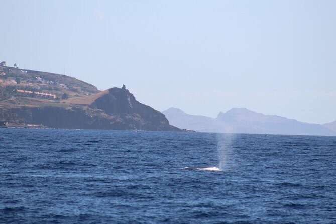 Half Day Madeira Island Cruise with Lunch - Who is This Tour Best For?