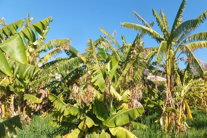 Half-Day Malaga Small-Group Hiking and Snorkeling Tour - A Few Considerations Before Booking