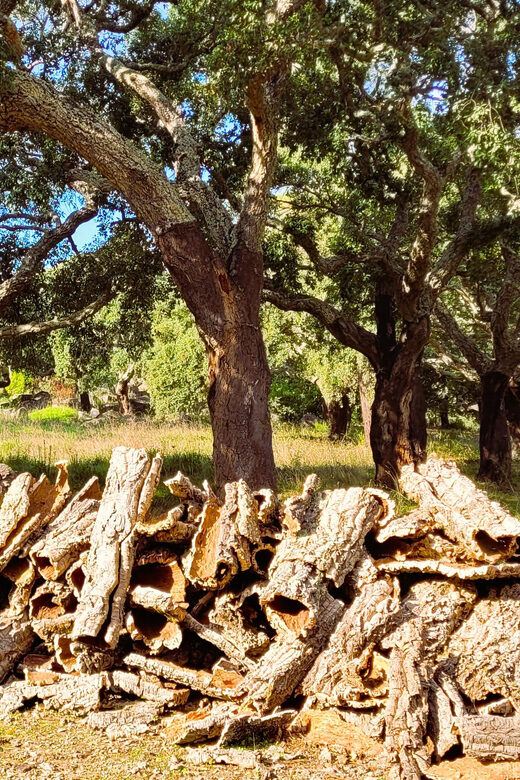 Half-Day Mountain Jeep Safari with firewater tasting - Key Points