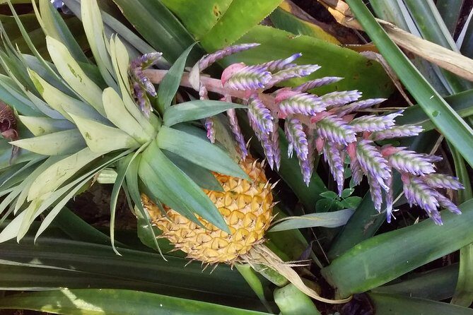 Half Day Nadi Sightseeing & Mud Pool Tour - What the Tour Includes (and What It Doesn’t)