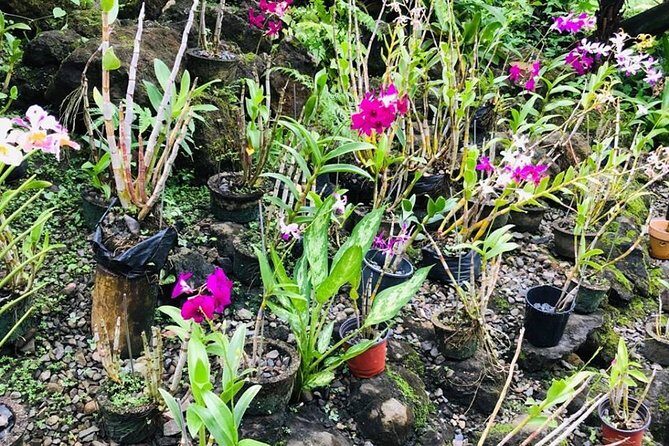 Half Day Nadi Sightseeing & Mud Pool Tour - Practical Details and Tips