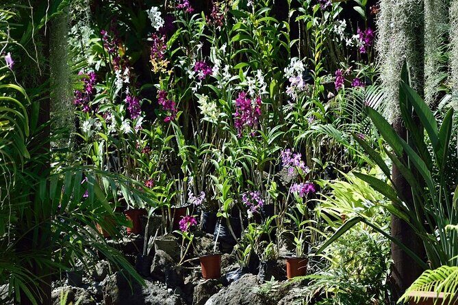 Half Day Nadi Tour incls Sri Siva Temple, Orchid Gardens,Local Village & Markets - Final Thoughts