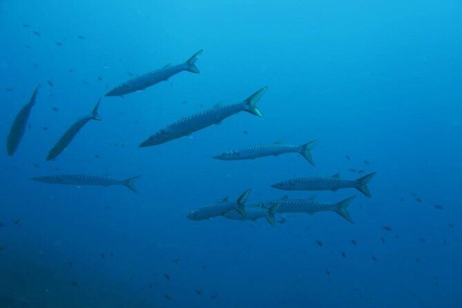 Half Day of Snorkeling and a Swim on Elba Island - FAQ