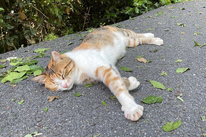 Half Day Princes' Islands Tour - FAQs