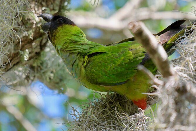 Half-Day Private Bird Tour of Fort De Soto Park in St. Petersburg - 2 person max - Real Feedback from Past Participants