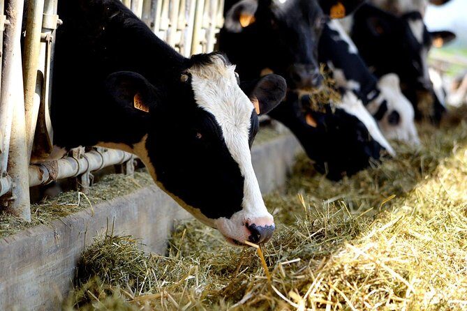 Half Day Private Emilia Foodie Experience - The Experience: More Than Just Tasting