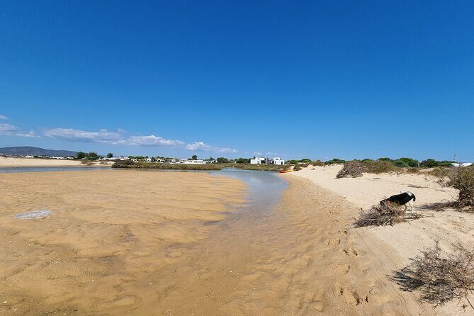 Half-Day Private Guided Kayak Island Tour - The Review Highlights