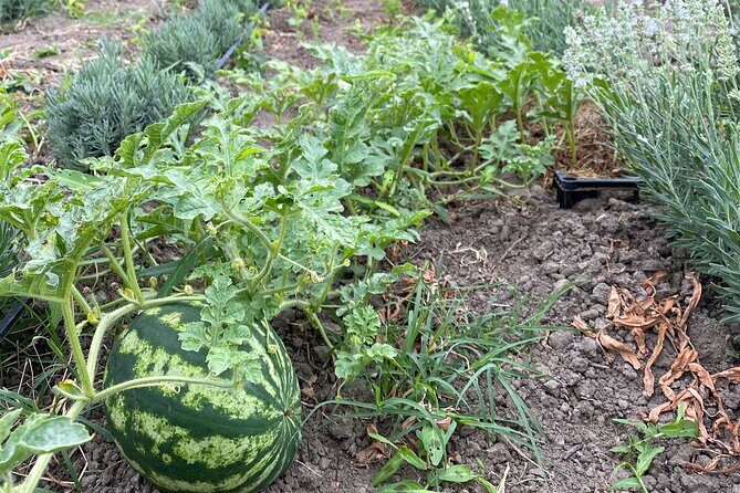 Half-Day Private Guided Tour of Orheiul Vechi and a Farmhouse - The Experience’s Strengths and Limitations