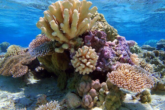 Half Day Private Lagoon Snorkeling Experience - Final Thoughts