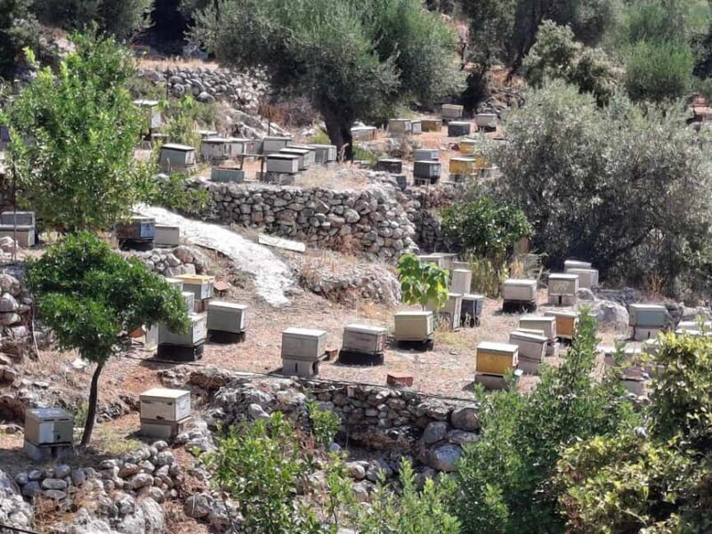 Half-Day Private Local Honey, Olive Oil & Winery Visit - Discover Kefalonia’s Flavors: A Deep Dive into the Half-Day Private Tour
