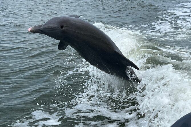 Half Day Private Shelling Dolphin EcoTour in 10 000 Island Marco - A Friendly Look at the Half Day Private Shelling Dolphin EcoTour in 10,000 Islands