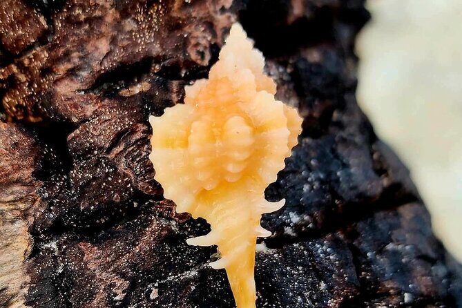 Half Day Private Shelling Dolphin EcoTour in 10 000 Island Marco - What to Expect from the Itinerary