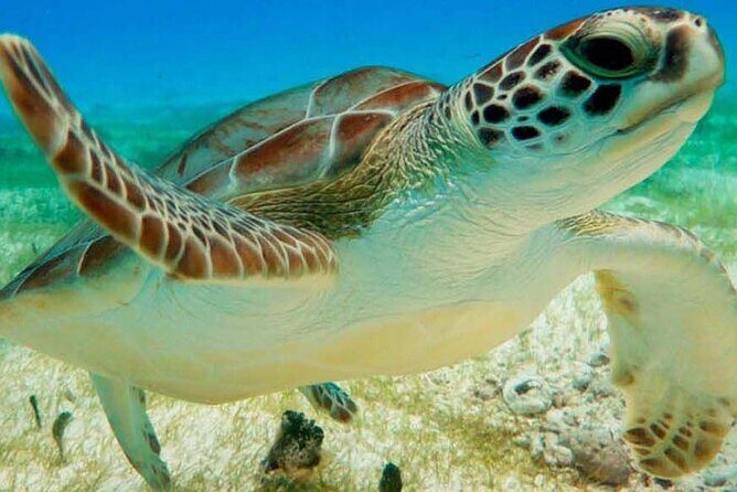 Half Day Private Snorkeling with Turtles and Majestic Cenotes - Key Points