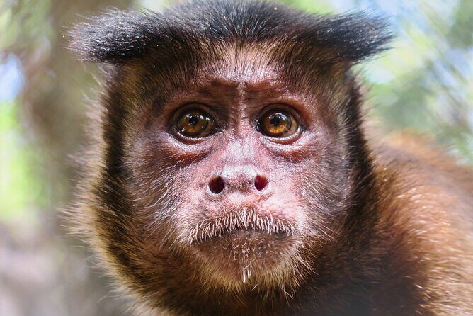 Half Day Private Tour of Akumal Monkey Sanctuary - Key Points