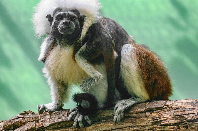 Half Day Private Tour of Akumal Monkey Sanctuary - The Practical Side: Transport, Timing, and Group Size