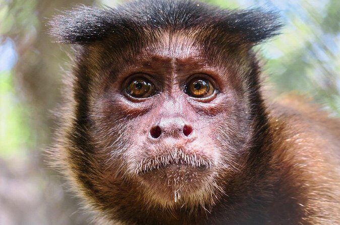 Half Day Private Tour of Akumal Monkey Sanctuary - Authentic Feedback and Insights