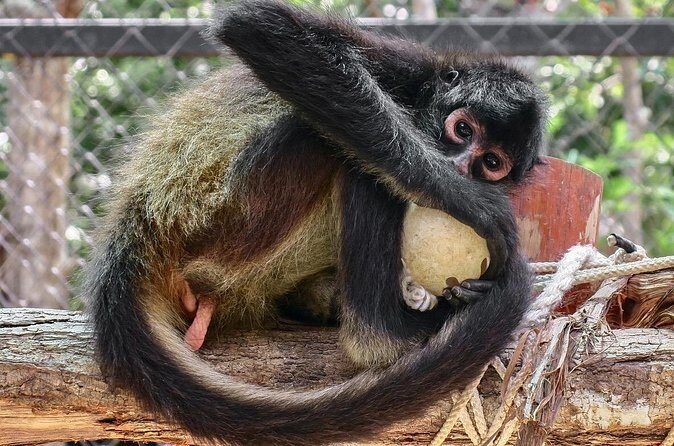 Half Day Private Tour of Akumal Monkey Sanctuary - Who Is This Tour Best For?