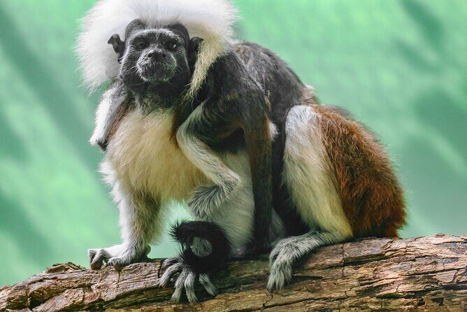 Half Day Private Tour of Akumal Monkey Sanctuary - The Sum Up