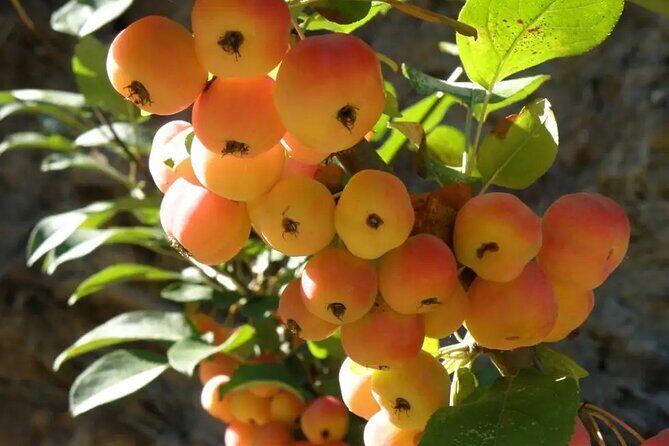 Half Day Private Tour to Botanical Garden in Chania - Final Thoughts