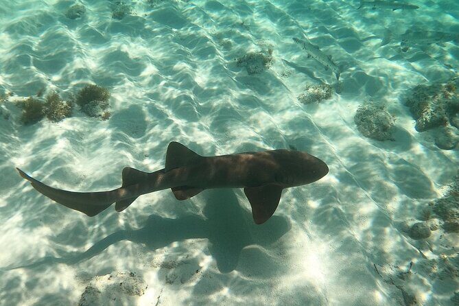 Half Day Private Tour to Islamorada Alligator Reef and Sandbar - What to Expect from This Tour in Detail
