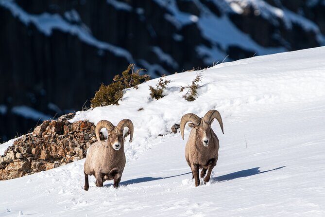 Half Day Private Wildlife Photography Tour in Yellowstone - Key Points