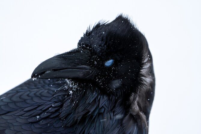 Half Day Private Wildlife Photography Tour in Yellowstone - Is It Worth the Price?