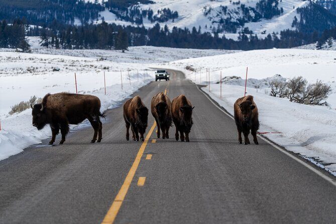 Half Day Private Wildlife Photography Tour in Yellowstone - Final Thoughts