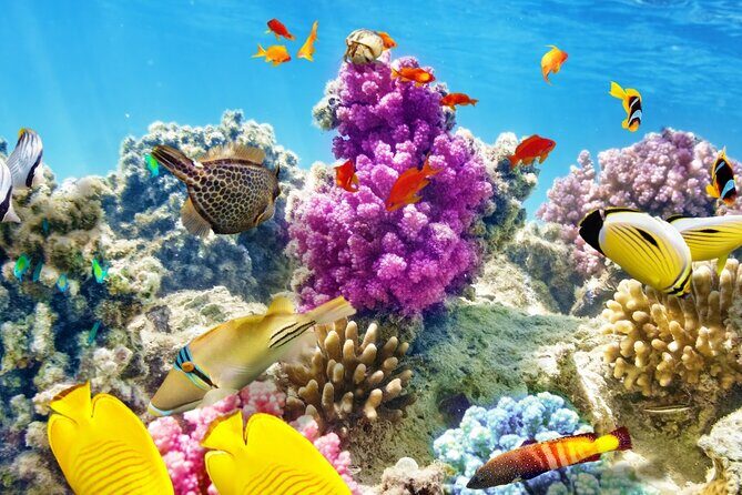 Half-Day Puerto Morelos Snorkeling Experience with Lunch - What the Tour Looks Like: A Detailed Breakdown