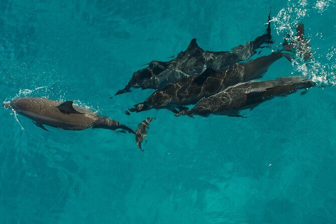 Half-Day Raft and Snorkel Adventure to Na Pali - Final Thoughts