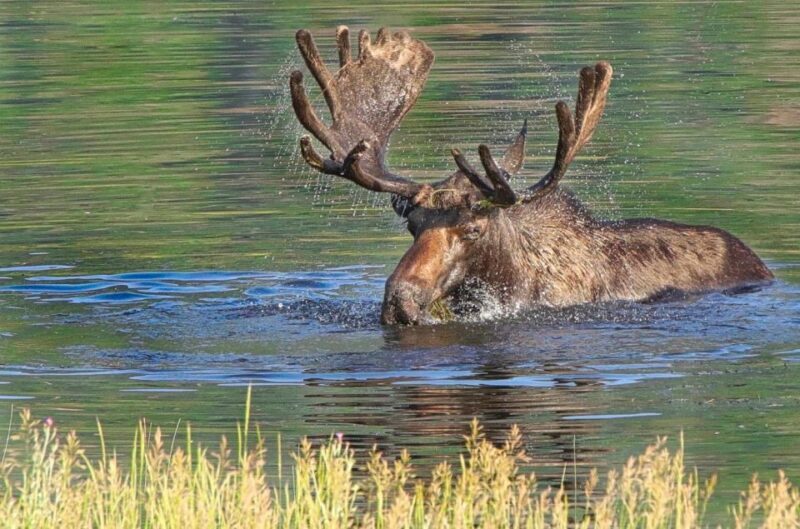 Half-Day RMNP Lakes and Meadows Tour-RMNPhotographer - Who Would Love This Tour?