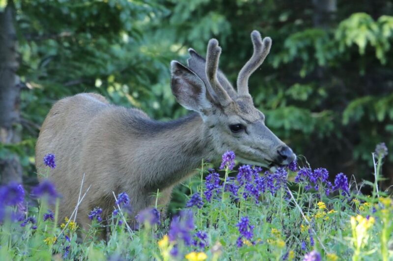Half-Day RMNP Lakes and Meadows Tour-RMNPhotographer - Final Thoughts
