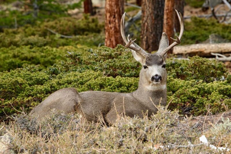 Half-Day RMNP Mountains to Sky Tour-RMNPhotographer - Who Is This Tour Best For?