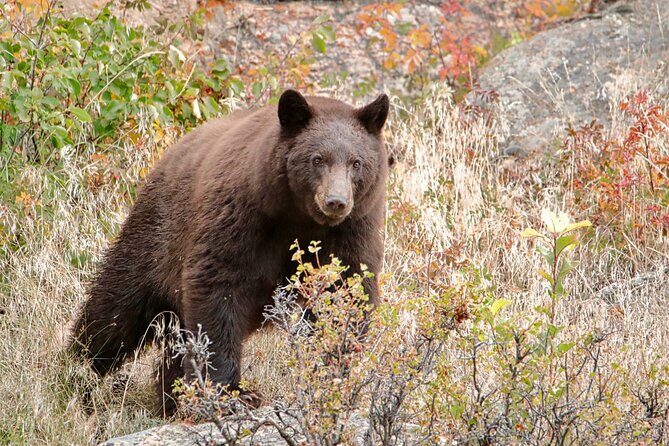 Half-Day Rocky Mountain National Park "Lake and Meadows Tour" - The Details of the Lake and Meadows Tour