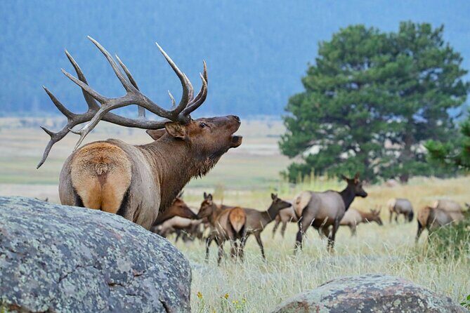 Half-Day Rocky Mountain National Park "Lake and Meadows Tour" - FAQ