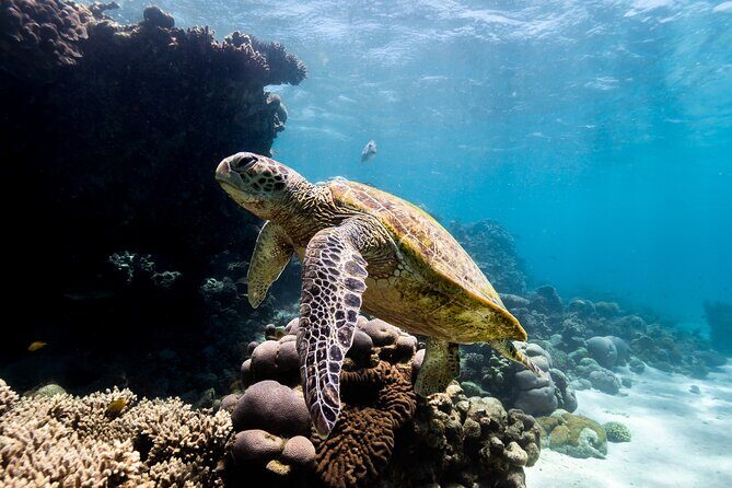 Half Day Sailing and Snorkeling Tour from Coral Bay - Who Is This Tour Best Suited For?