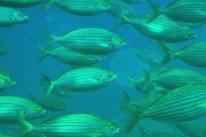 Half-Day Sailing Excursion - Practical Details and Tips