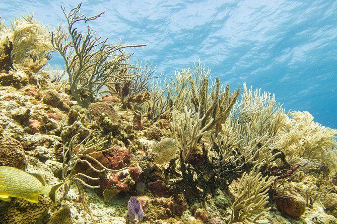 Half-Day Scuba Diving in Playa del Carmen for Small-Group - Final Thoughts