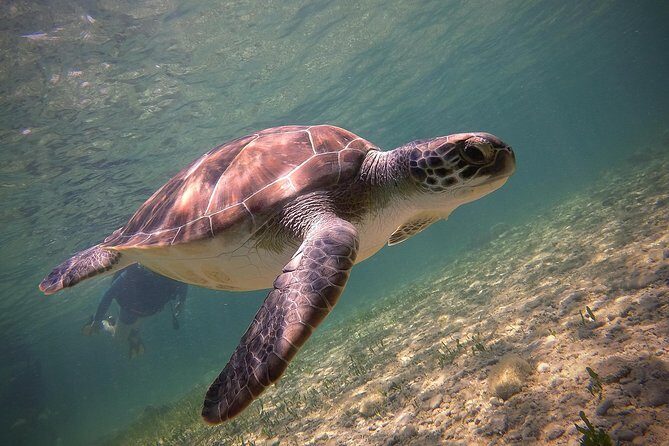 Half-Day Scuba Diving Tour - Discover Scuba Diving! - An Honest Look at the Discover Scuba Diving Tour