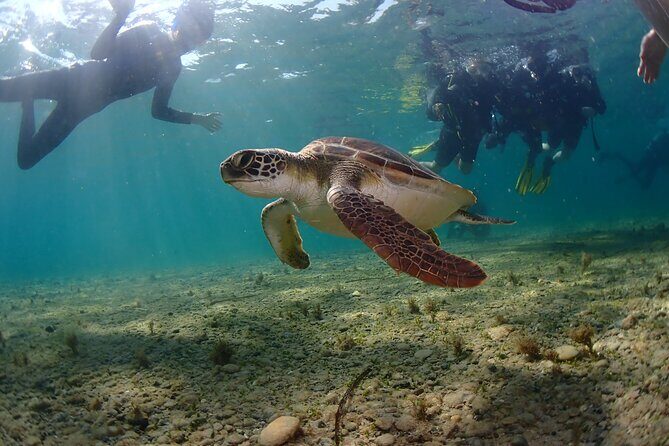 Half-Day Scuba Diving Tour - Discover Scuba Diving! - Practical Considerations Before You Book