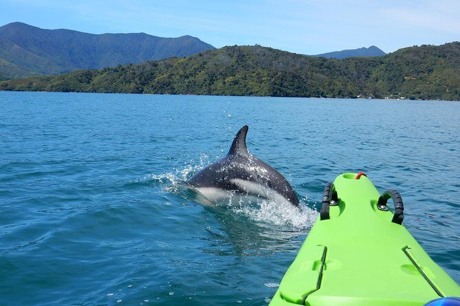 Half day Sea Kayak Guided Tour from Picton - Key Points