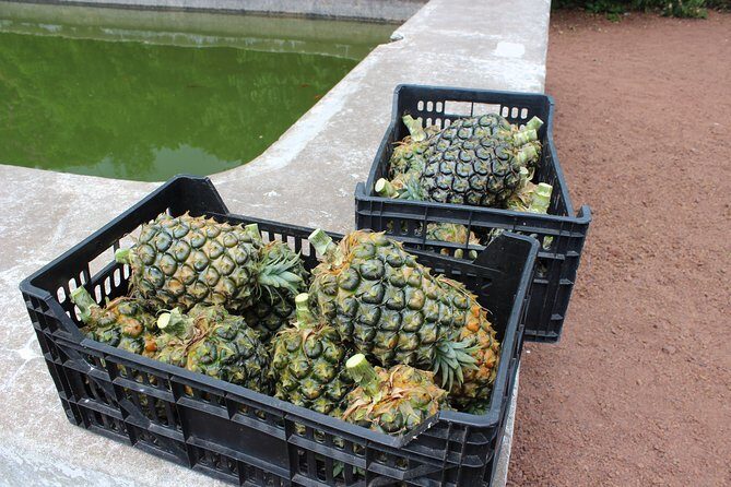 Half Day Sete Cidades (West side of the Island) - An In-Depth Look at the Tour