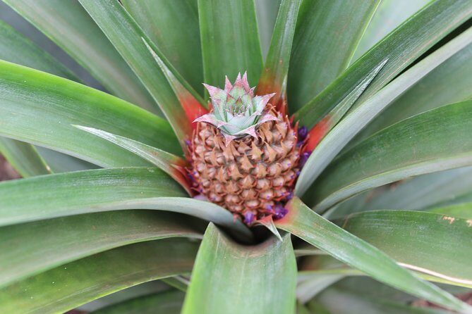 Half Day Sete Cidades (West side of the Island) - What Travelers Say