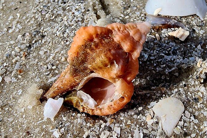 Half Day Shelling Dolphin Eco Tour in 10 000 Island and Marco - Exploring the Itinerary and Experience in Detail