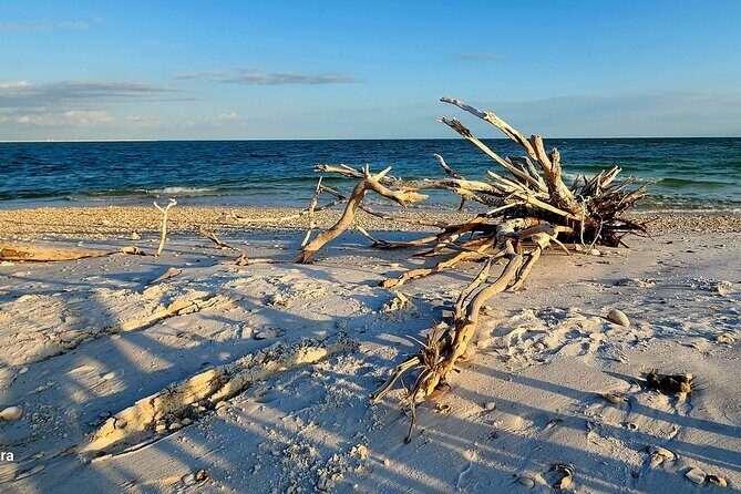 Half Day Shelling Dolphin Eco Tour in 10 000 Island and Marco - Practical Details: Cost, Duration, and Booking