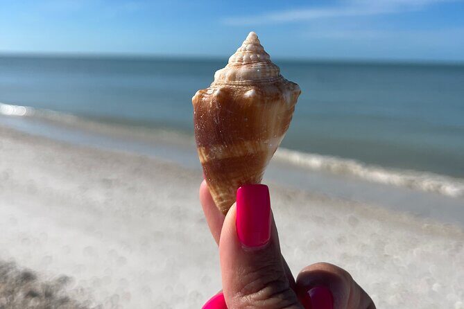 Half Day Shelling Dolphin Eco Tour in 10 000 Island and Marco - Who Would Love This Tour?